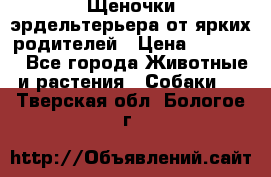 Щеночки эрдельтерьера от ярких родителей › Цена ­ 25 000 - Все города Животные и растения » Собаки   . Тверская обл.,Бологое г.